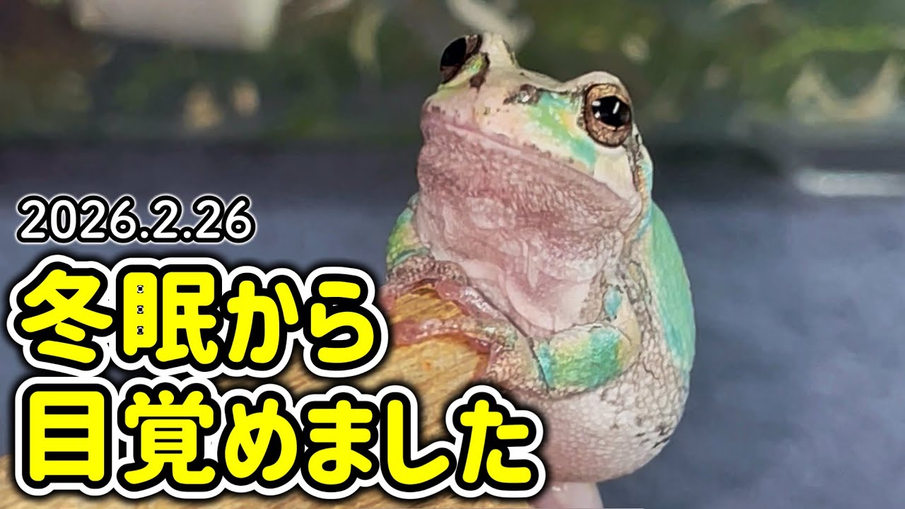 Our 8-Month-Old Japanese Tree Frogs Wake Up from Hibernation 