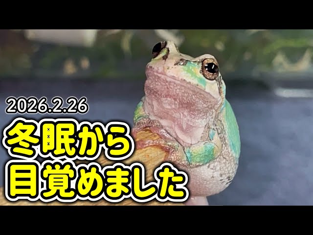 Our 8-Month-Old Japanese Tree Frogs Wake Up from Hibernation