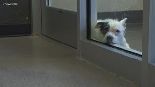 Colorado town bans pet stores from selling dogs or cats from puppy mills
