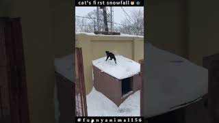 Part 48 | cat first snow fall #cat #snow #winter #funny #fyp