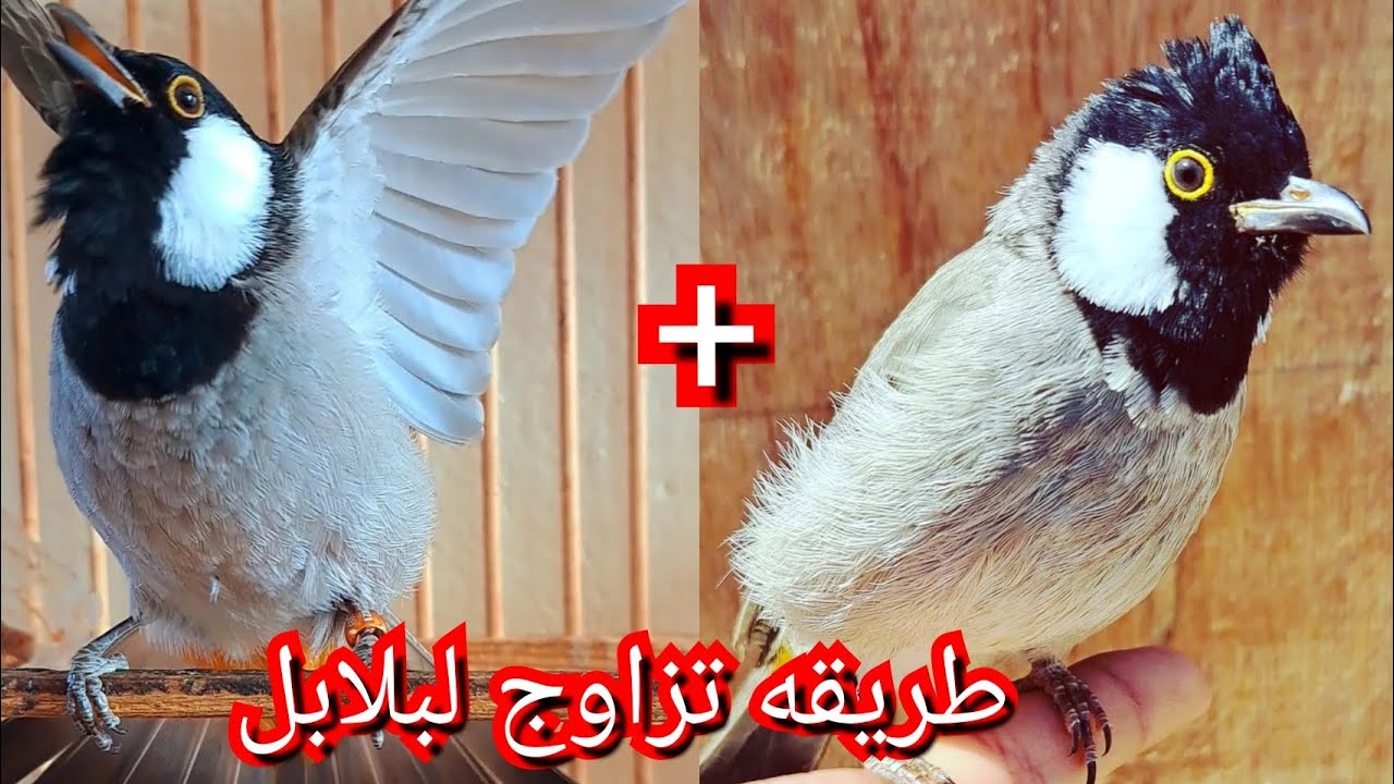 طريقه تزاوج البلابل بين الذكر والأنثى