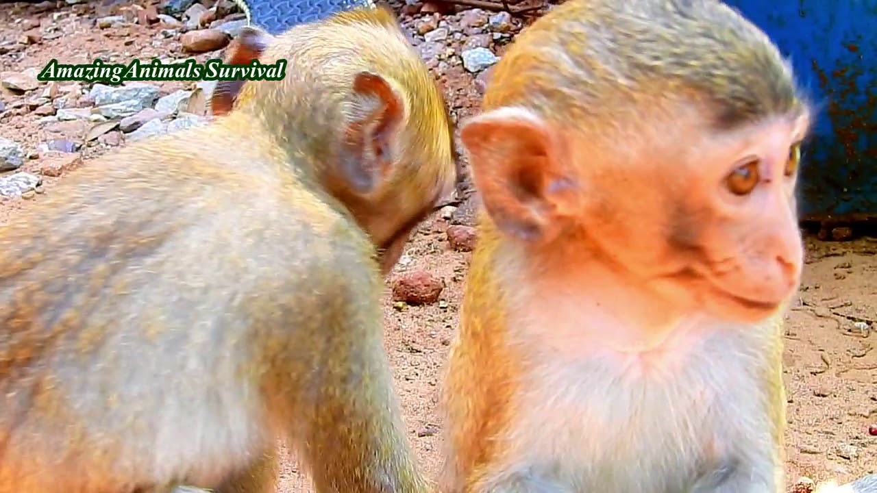 DIFFERENT THINKING OF LITTLE MONKEY ALBA & TOBAIS!