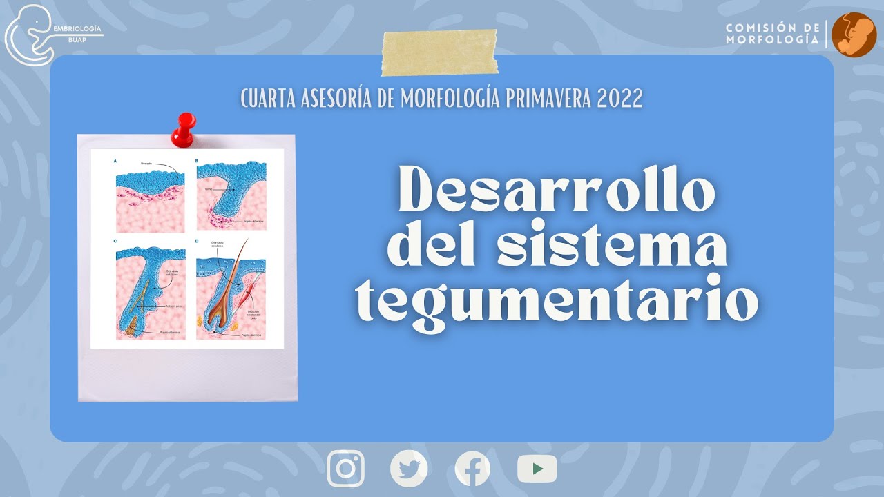 Desarrollo del Sistema Tegumentario I Laboratorio de Embriología BUAP