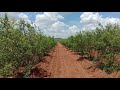 Organic pomegranate farming  bed preparation in pomegranate plants