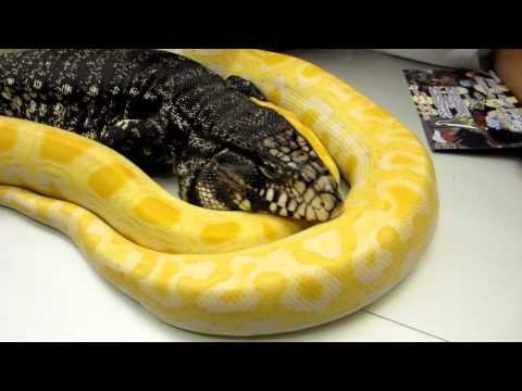 Brian Gundy Does Reptile Presentation At Tully Public Library