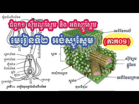 ជីវវិទ្យាថ្នាក់ទី១២ ||ជំពូក១ ,មេរៀនទី២ អង់ស្យូស្ពែម (ភាគ០១) ||Khmer Biology Grade12|| Angiosperma