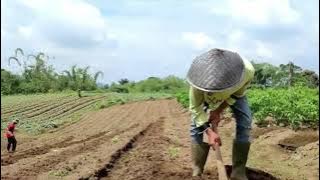 CAMPURSARI ,nyamleng tenan luur