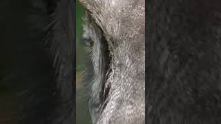 Magnificent Milky Eagle Owl Up Really Close #shorts #short