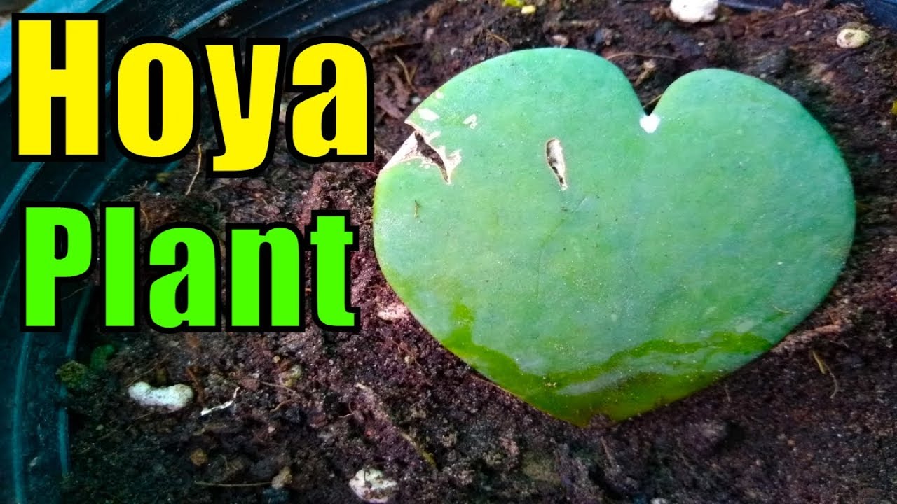My Few Hardy Succulents kitchen gardening in uganda