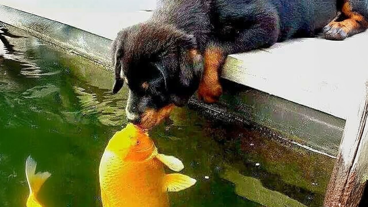 Videos divertidos de ANIMALES que nos hacen reír sin control 🤣