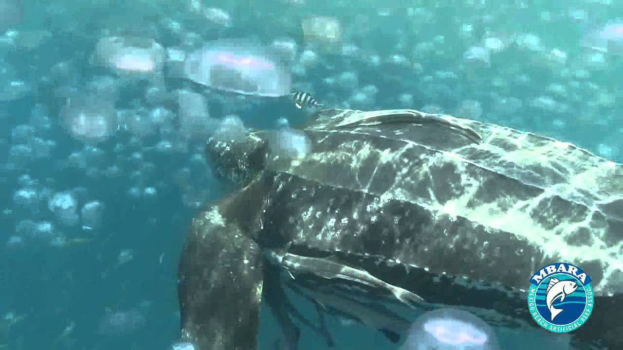 Leatherback Turtles 21 May 2013 YouTube