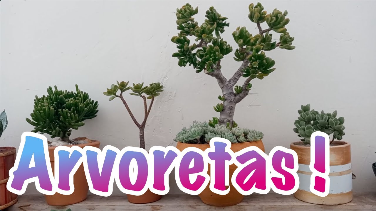 6 Arvoretas Suculentas.