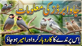 Java Birds Price, Care & Breeding | مکمل گائیڈ #javabirds