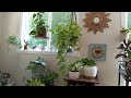 Mini coleção de plantas jiboias