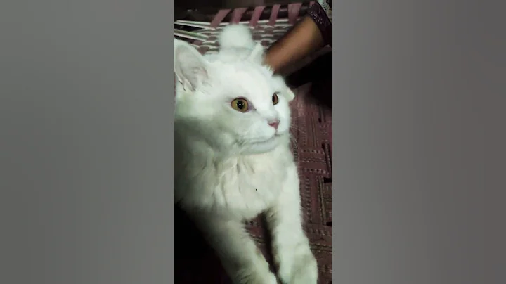 Watch the video about Husn tera #rap #newsong #catvideos #catlover #bacchao #funnycat #cute