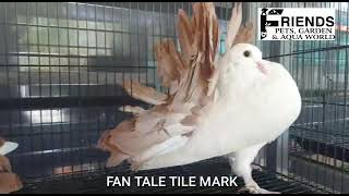 Fan Tale Tile Mark