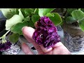 Arrival of my new Primula auricula plants