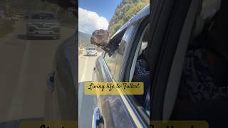 Pitbull Living His Life