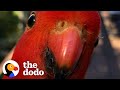 Red Parrot Brings Girlfriend Over To Meet The Woman He Visits Every Day | The Dodo Wild Hearts