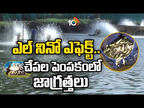 How To Protect Fish Ponds During El Nino | ఎల్ నినో ఎఫెక్ట్..చేపల పెంపకంలో జాగ్రత్తలు |Matti Manishi - 10TVNEWSTELUGU