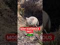 This Animal has the Most Dangerous Butt!