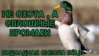 Утиные истории. Не охота , а сплошные промахи. Подсадная снесла яйцо. Новый скрадок то North Way