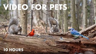 Sunday Morning Brunch for Birds and Squirrels in the Forest - 10 Hour Cat TV for Pets - Apr 28, 2024