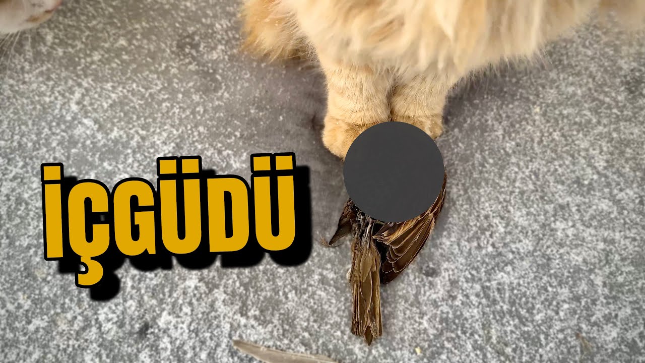 Sarı Papatya Serçe Avlayıp Getirmiş: Kedilerin Gizli Dünyası | Hunting Instincts of Cats