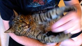 Sneaky Claw