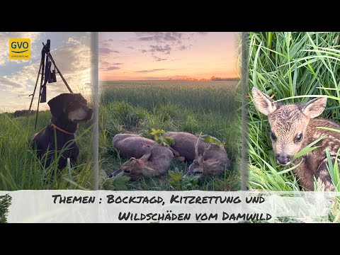 Erfolgreiche Bockjagd - Wildschäden durch Damwild - Kitzrettung mit der Drohne