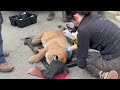 RAW | The moment a mountain lion was captured in San Francisco