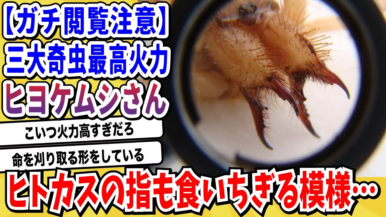 【2ch動物スレ】！！閲覧注意！！昆虫界最強の物理攻撃「世界三大奇虫・ヒヨケムシ」戦闘能力がヤバすぎる→あまりの攻撃性能にネット民騒然wwwww【なんj/にちゃん 面白いスレ】