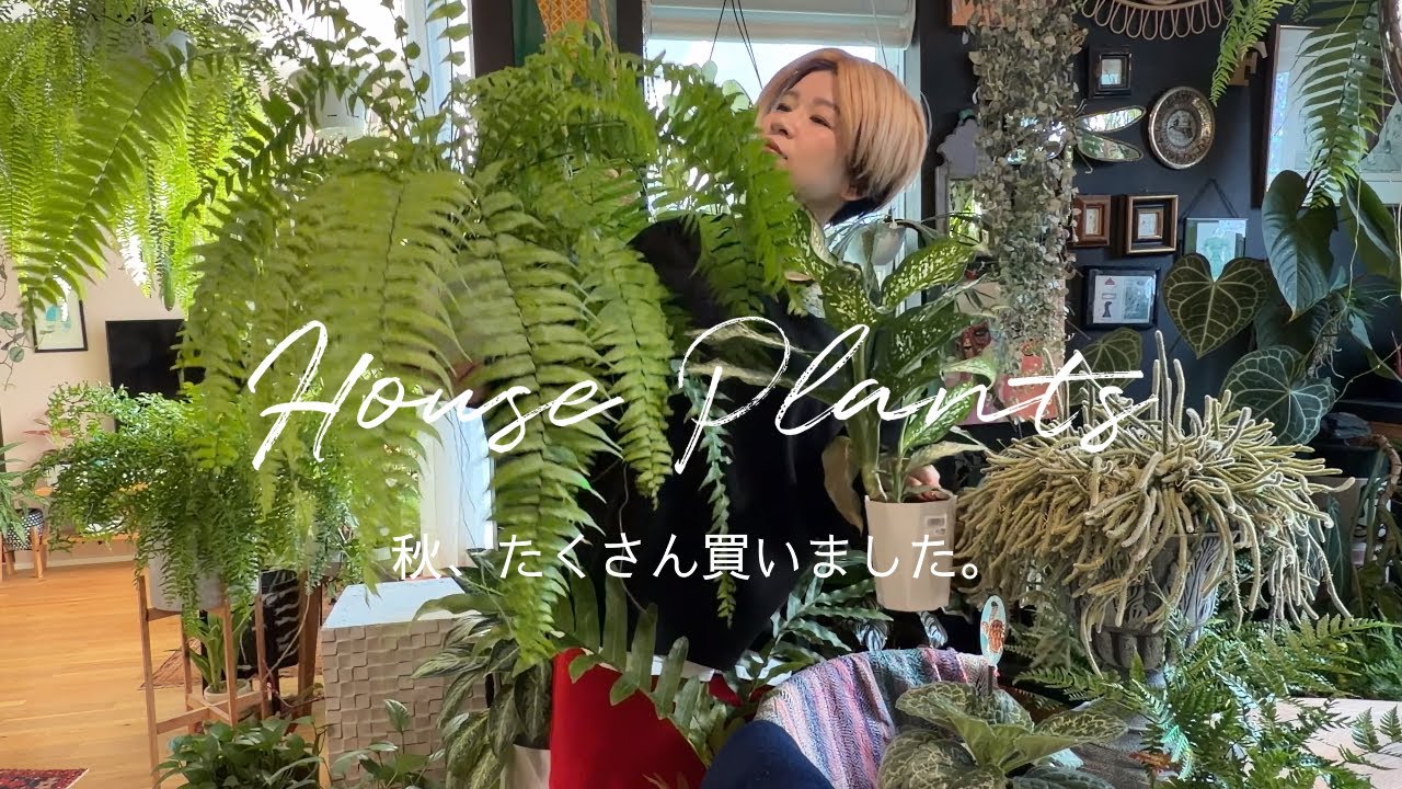 秋、植物たくさん買いました🌿観葉植物｜植物のある暮らし