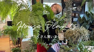 秋、植物たくさん買いました🌿観葉植物｜植物のある暮らし