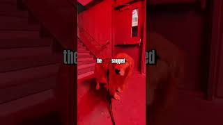 Dog Refuses Elevator—Cable Snaps 10 Seconds Later 😱🐕