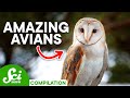 The Coolest Birds on Earth | A SciShow Compilation