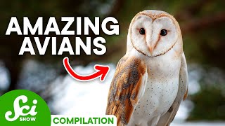 The Most Amazing Birds on Earth | SciShow Compilation