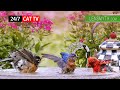 247 live cat tv for cats to watch  bird sounds no music 247365 cute birds show cattv no ads