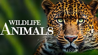 Animals of Amazon 4K - Animals That Call The Jungle Home | Amazon Rainforest NAT GEO WILDL Film