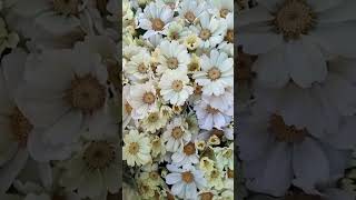 Bunga putih lucu#bulaklak #bunga #çiçek