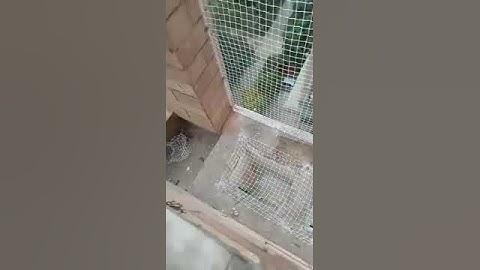 Professional bird netting installation in Delhi gurgaon noida faridabad Ghaziabad.Call 9654219256