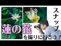 【スナップ撮影】ハスの花を撮りに90mmマクロレンズ一本勝負！