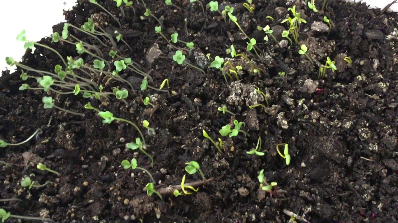 How to grow your vegetable seedlings for planting in Arizona. YouTube