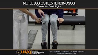 NEUROSEMIOLOGY OSTEOTENDONO REFLEXES UNAQ