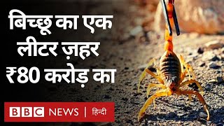 Scorpion Venom : बिच्छू का ज़हर इतना महंगा क्यों बिकता और इससे क्या-क्या बनता है? (BBC Hindi)