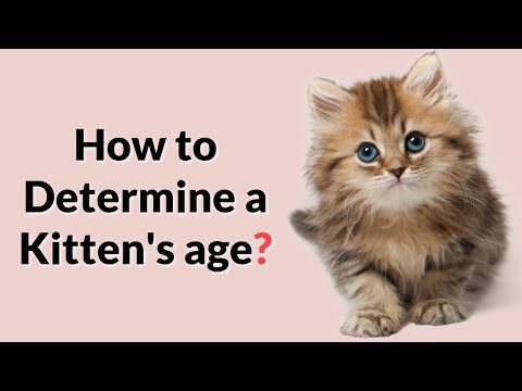 Video: How To Determine The Age Of A Kitten