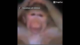 Dünya Başına Yıkılan Maymun