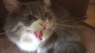 警戒する猫 ノルウェージャンフォレストキャットCats are wary.Norwegian Forest Cat.