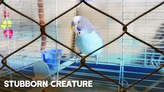 How to Get a Bird to Go Back Inside Its Cage