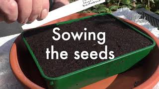 58 - Clematis From Seed